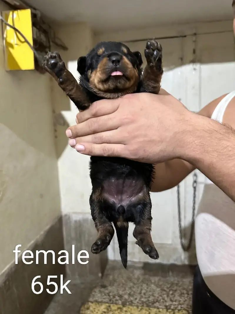 rottweiler puppies — photo 5