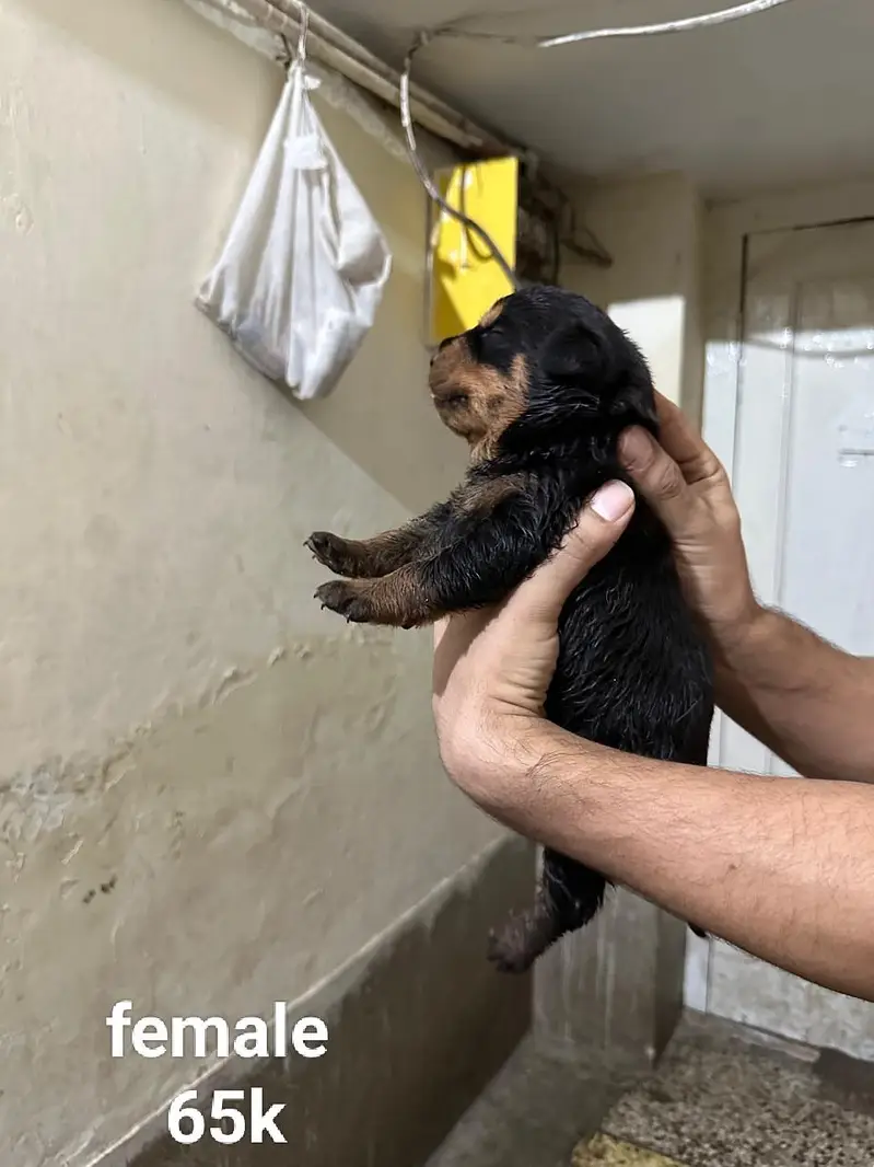 rottweiler puppies — photo 6