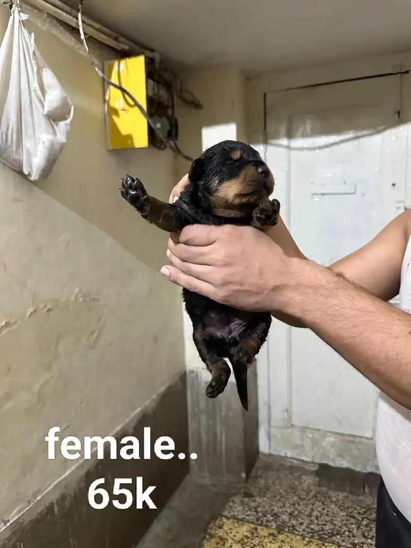 rottweiler puppies — photo 7