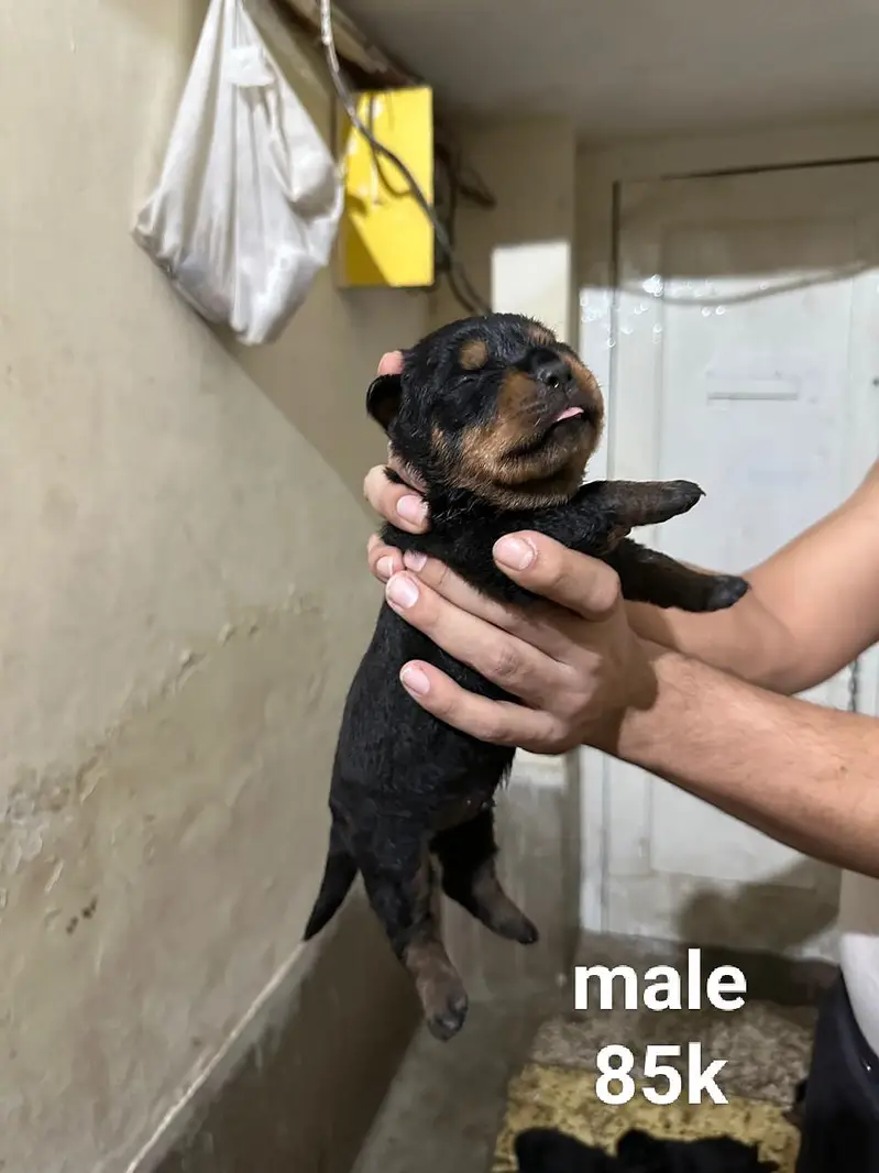 rottweiler puppies — photo 8