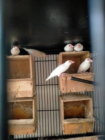 opal java beeder pair 03127093372
