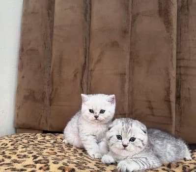 British Shorthair & Scottish Fold Purebred Kittens