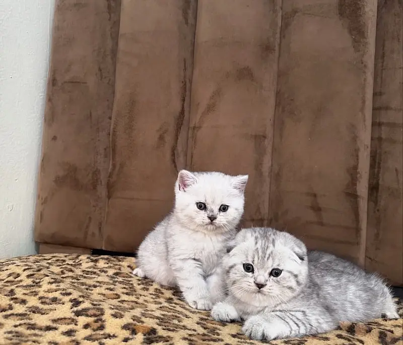 British Shorthair & Scottish Fold Purebred Kittens — photo 3