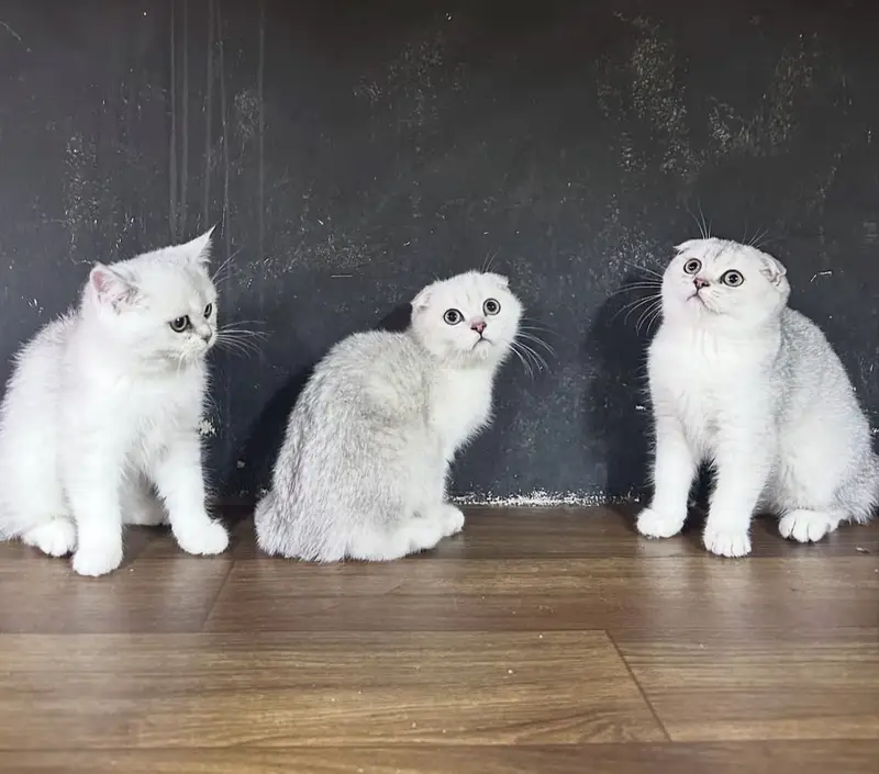 British Shorthair & Scottish Fold Purebred Kittens — photo 4