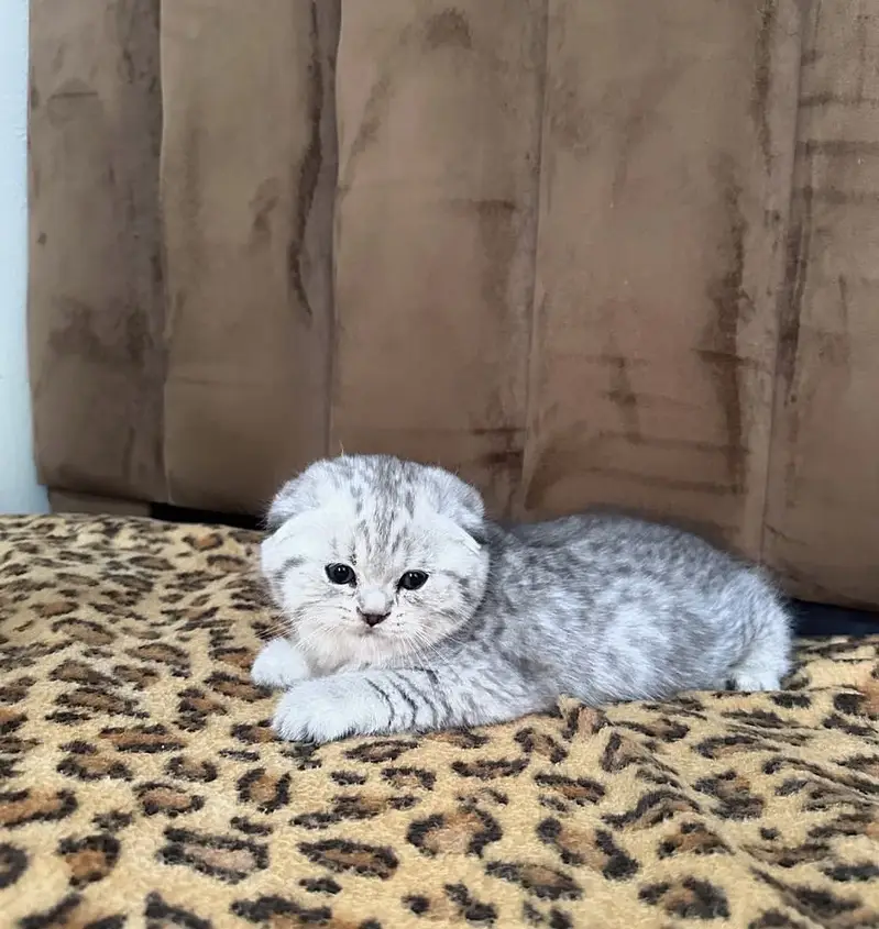 British Shorthair & Scottish Fold Purebred Kittens — photo 5