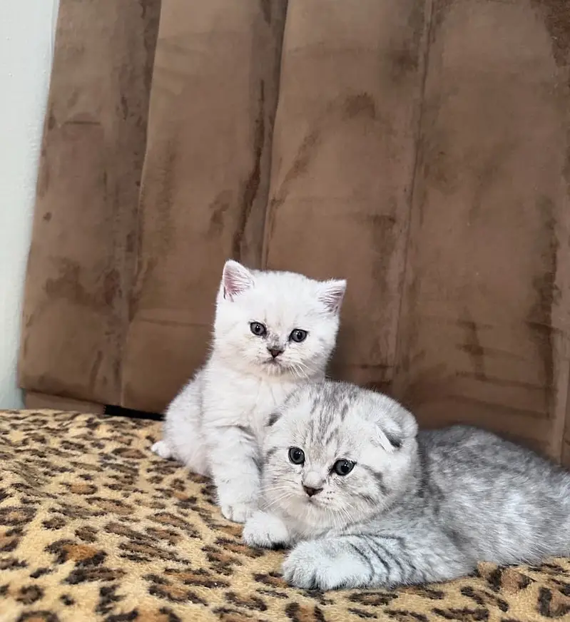 British Shorthair & Scottish Fold Purebred Kittens — photo 6