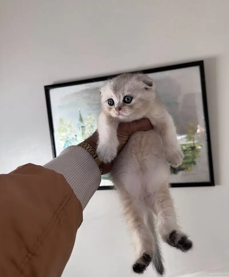 British Shorthair & Scottish Fold Purebred Kittens — photo 7