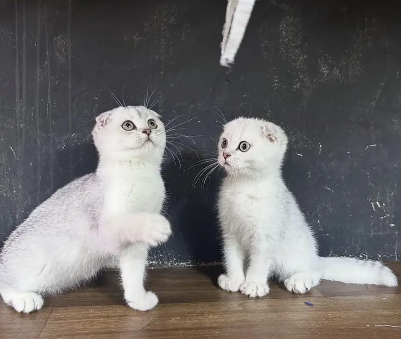 British Shorthair & Scottish Fold Purebred Kittens — photo 8
