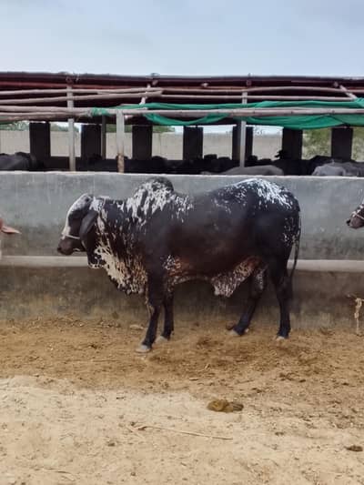 Kala Cheena 4 mun bachra for sell