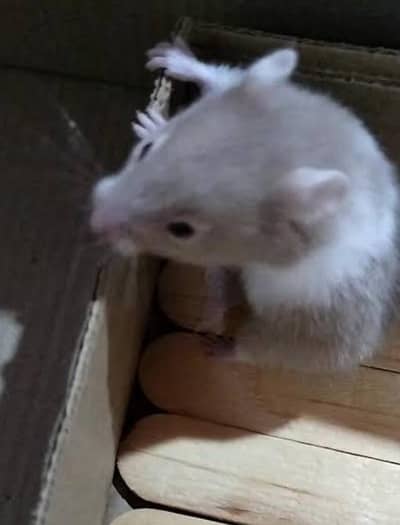 Hamsters He Hamsters