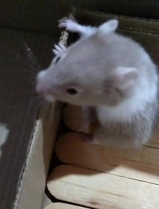 Hamsters He Hamsters