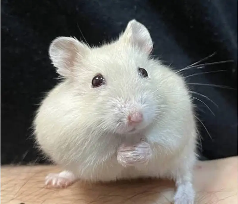 Hamsters He Hamsters — photo 2