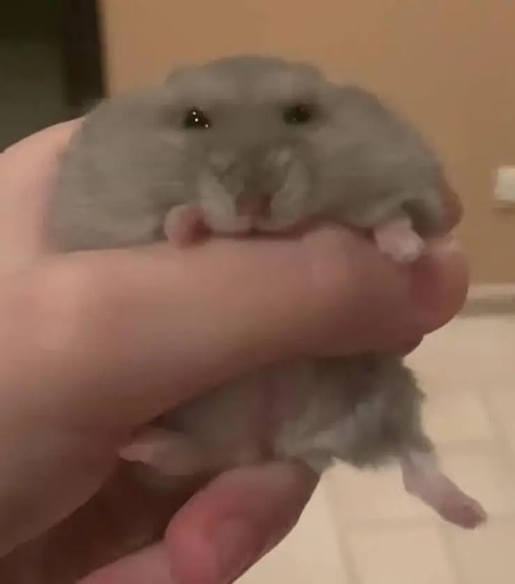 Hamsters He Hamsters — photo 3