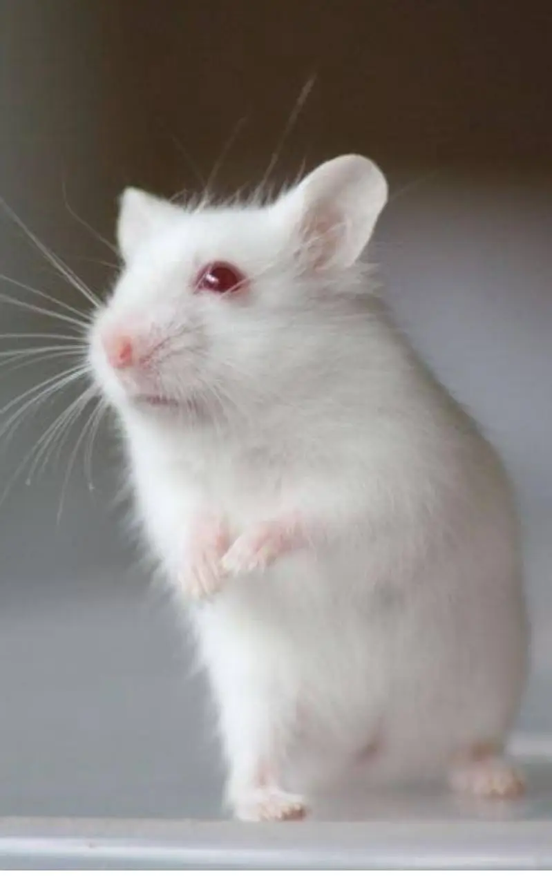 Hamsters He Hamsters — photo 4