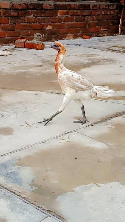 white dragon hen