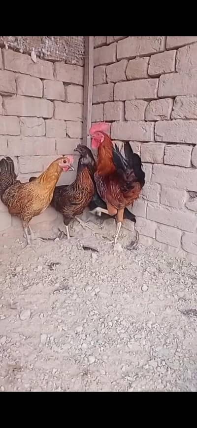 murgay murgiya