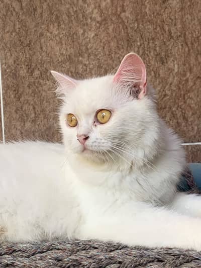 Cat Name Honey