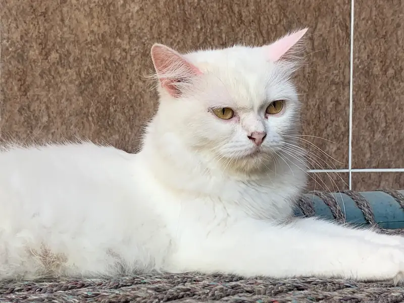 Cat Name Honey — photo 2