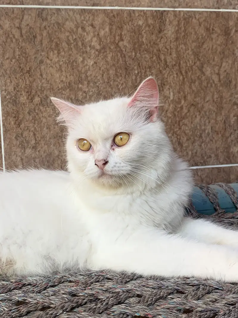 Cat Name Honey — photo 3
