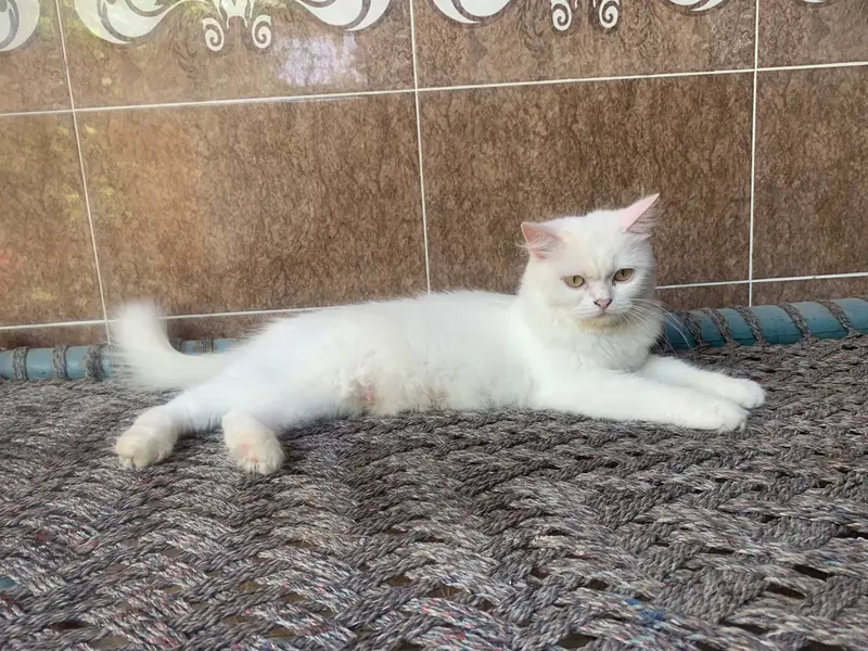 Cat Name Honey — photo 4