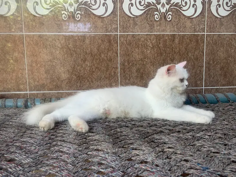 Cat Name Honey — photo 5