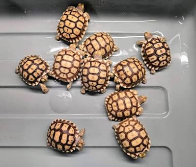 African sulcata tortoise baby