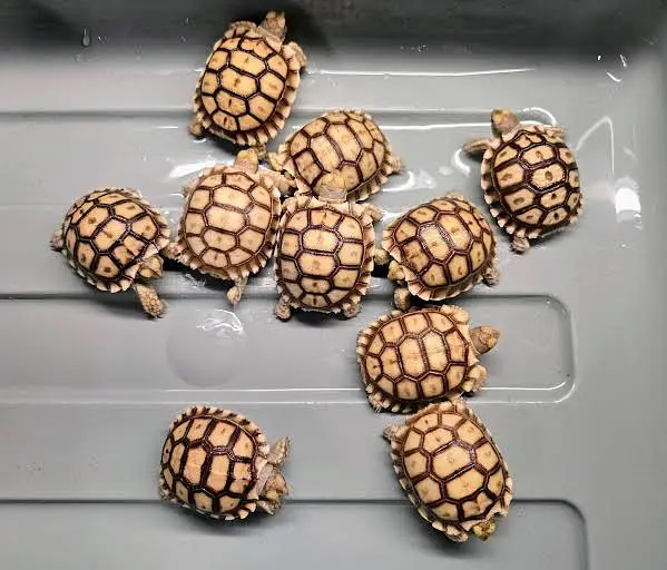 African sulcata tortoise baby