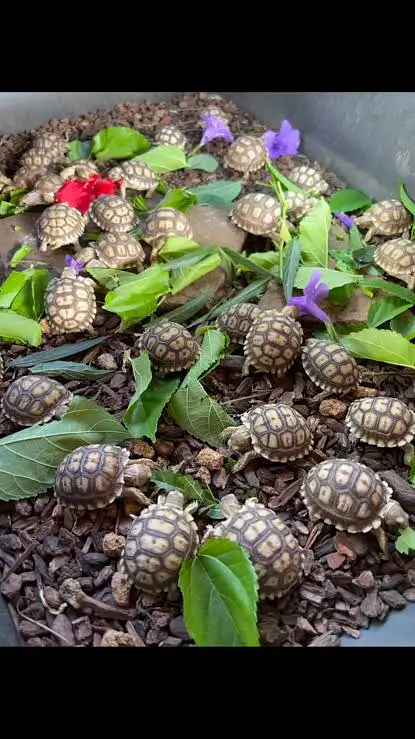 African sulcata tortoise baby — photo 2