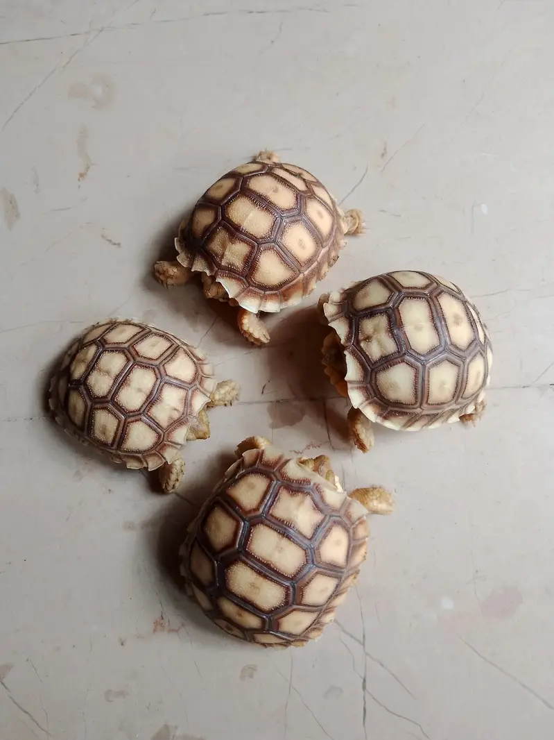 African sulcata tortoise baby — photo 3