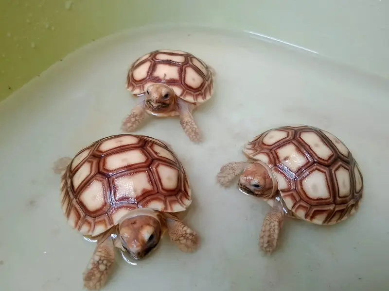 African sulcata tortoise baby — photo 4