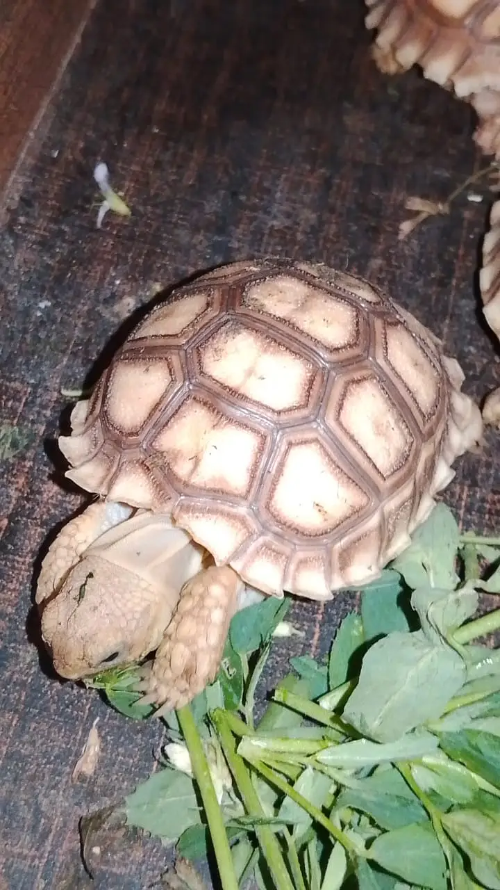 African sulcata tortoise baby — photo 5