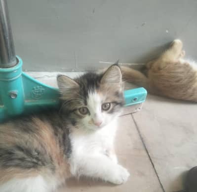 little cat for sale 2k