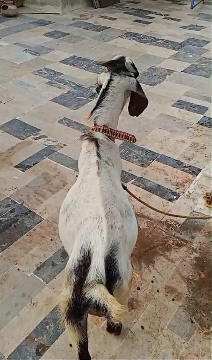 ANDO BAKRA FOR SALE