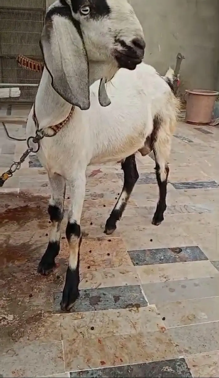 ANDO BAKRA FOR SALE — photo 3