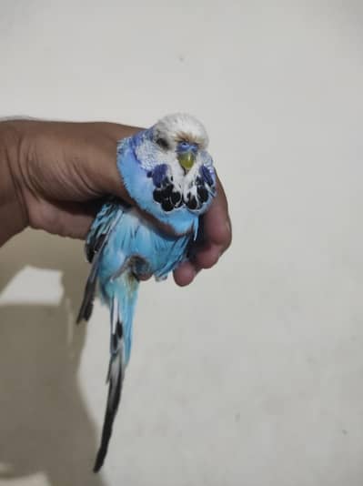 pure uk hooland breeder male . . A+ quality