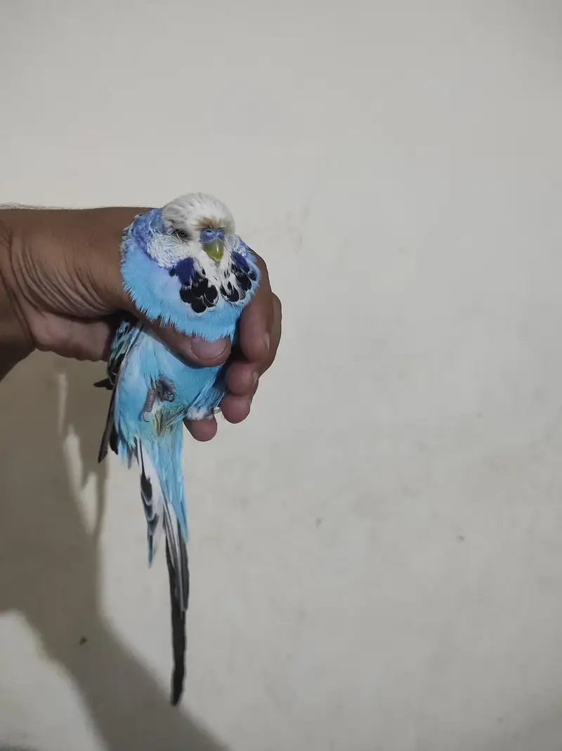 pure uk hooland breeder male . . A+ quality — photo 2