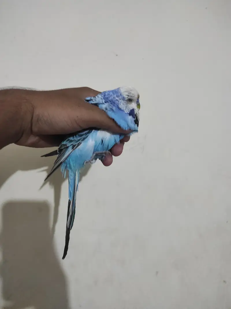pure uk hooland breeder male . . A+ quality — photo 3