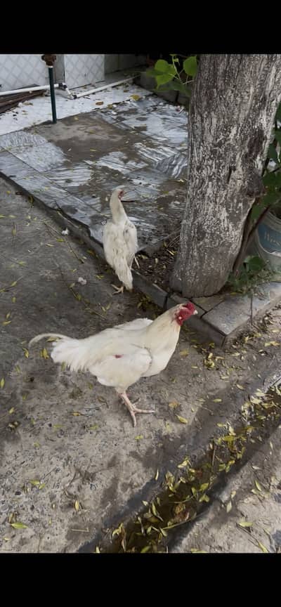 Aseel heera pair