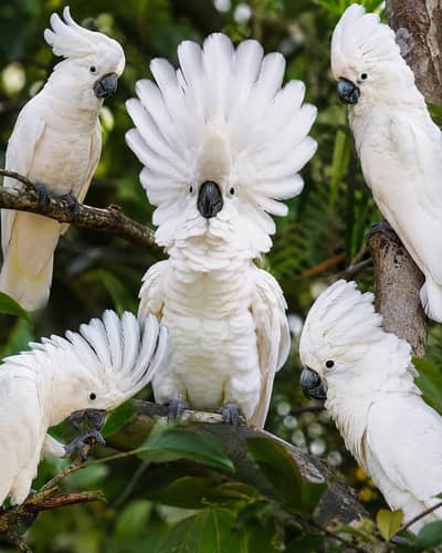 Mullacan cockatoo Umbrella triton