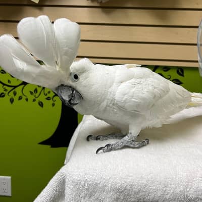 umbrella Mullacan cockatoo molacan triton