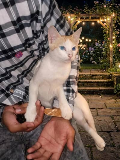 Cat Male 5 Months old
