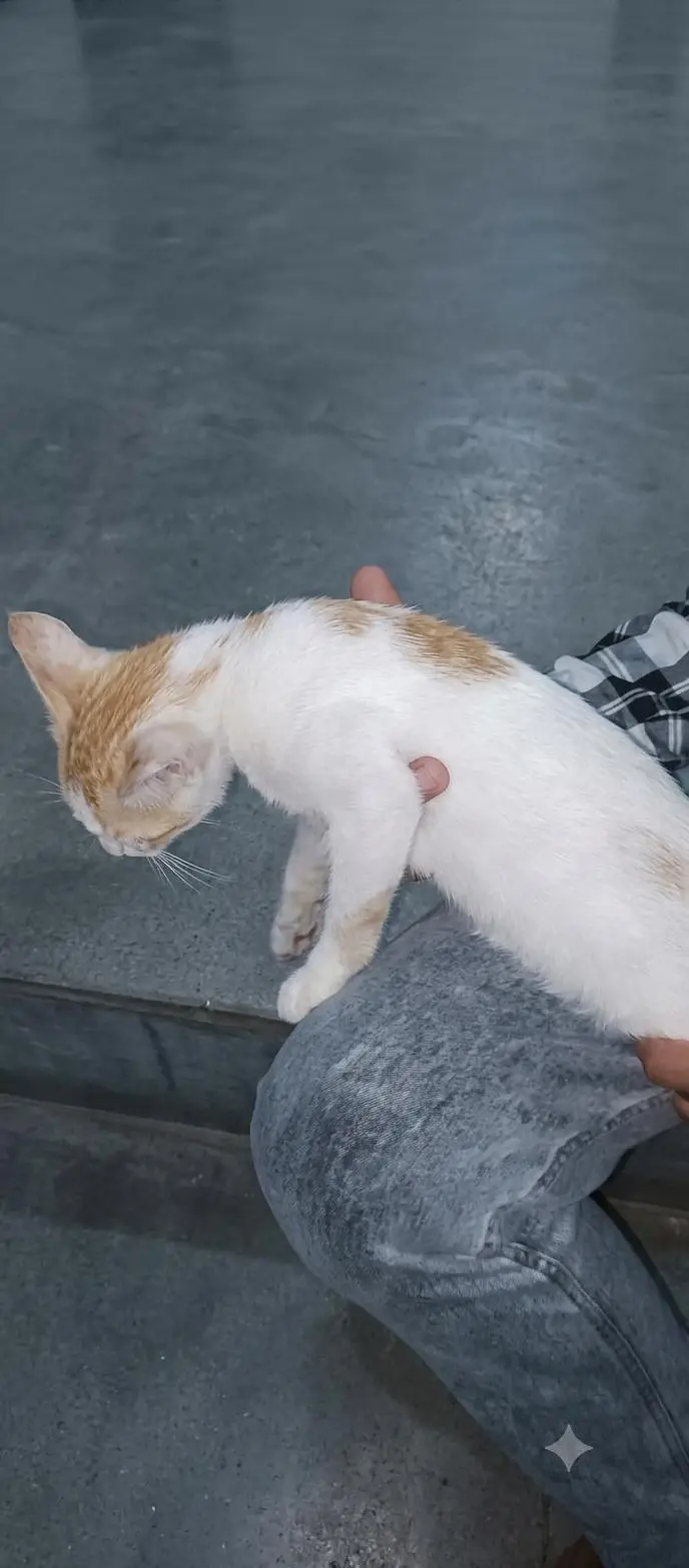 Cat Male 5 Months old — photo 3