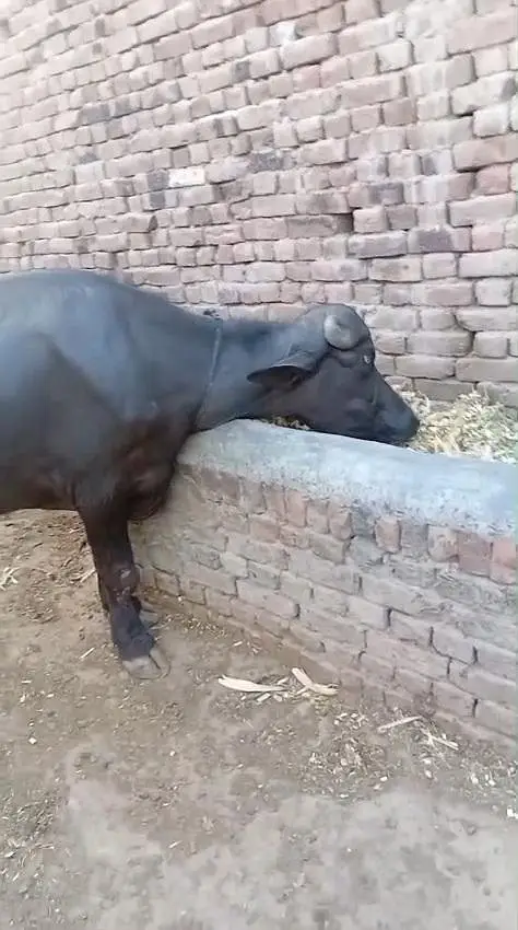 کٹا سیل کے لیے موجود ہے — photo 3