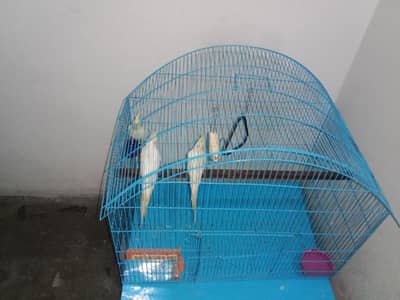 cocktail parrot sale with cage