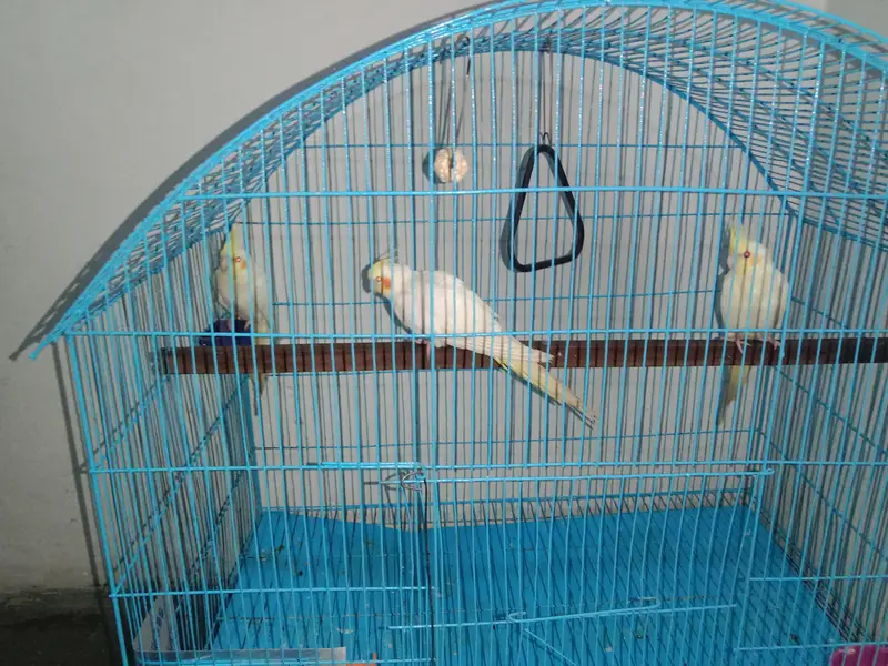 cocktail parrot sale with cage — photo 2