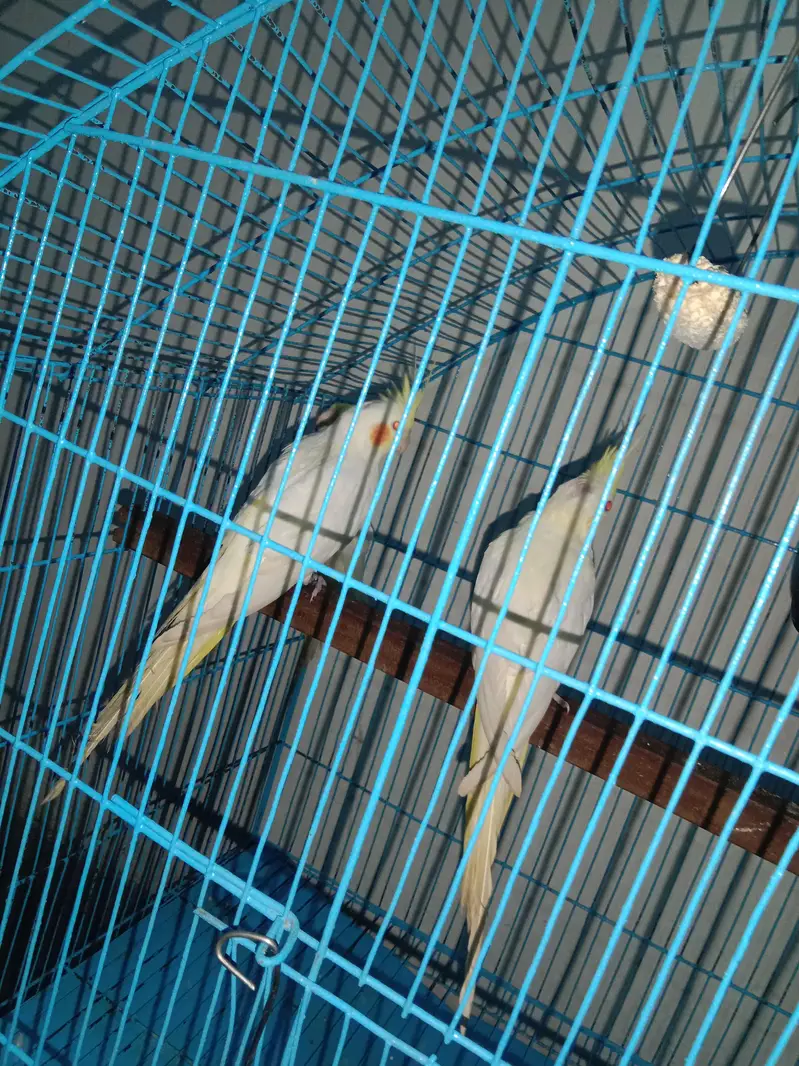 cocktail parrot sale with cage — photo 3
