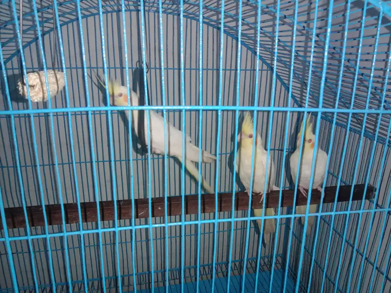 cocktail parrot sale with cage — photo 4