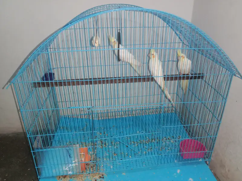 cocktail parrot sale with cage — photo 5