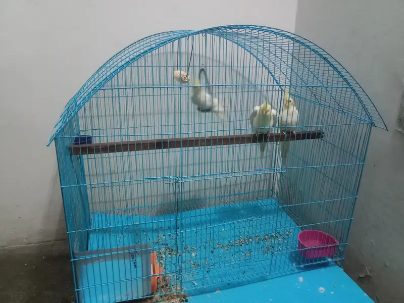 cocktail parrot sale with cage — photo 6