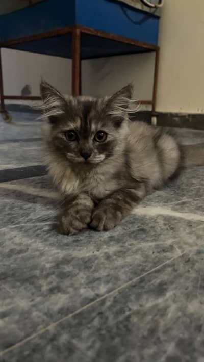 Three kittens for sale